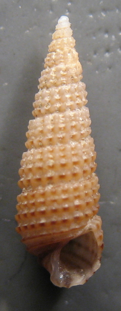 Cerithiidae: Gen. Bittium